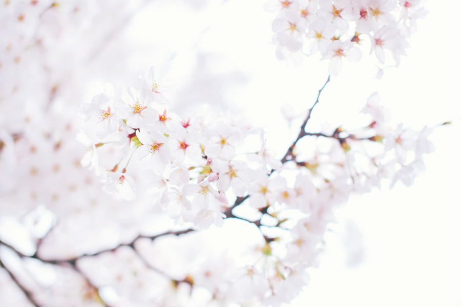 cherry-blossom-150405-14