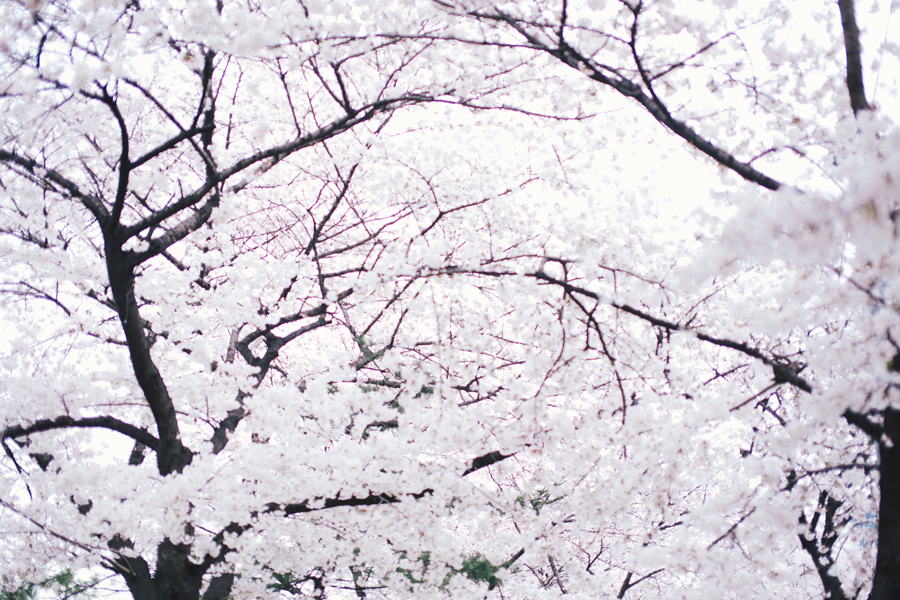 cherry-blossom-150405-47