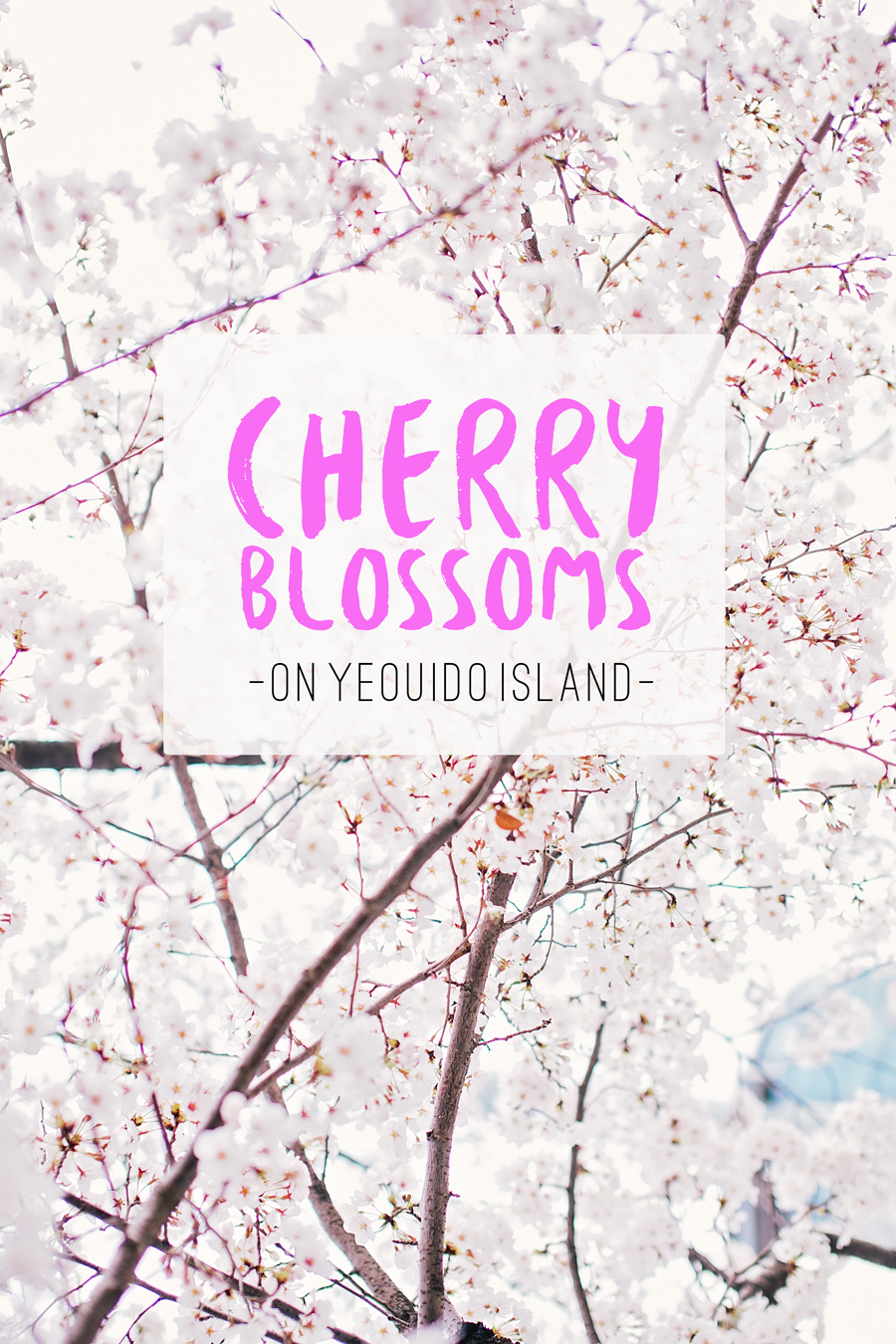 cherry blossoms yeouido island seoul south korea