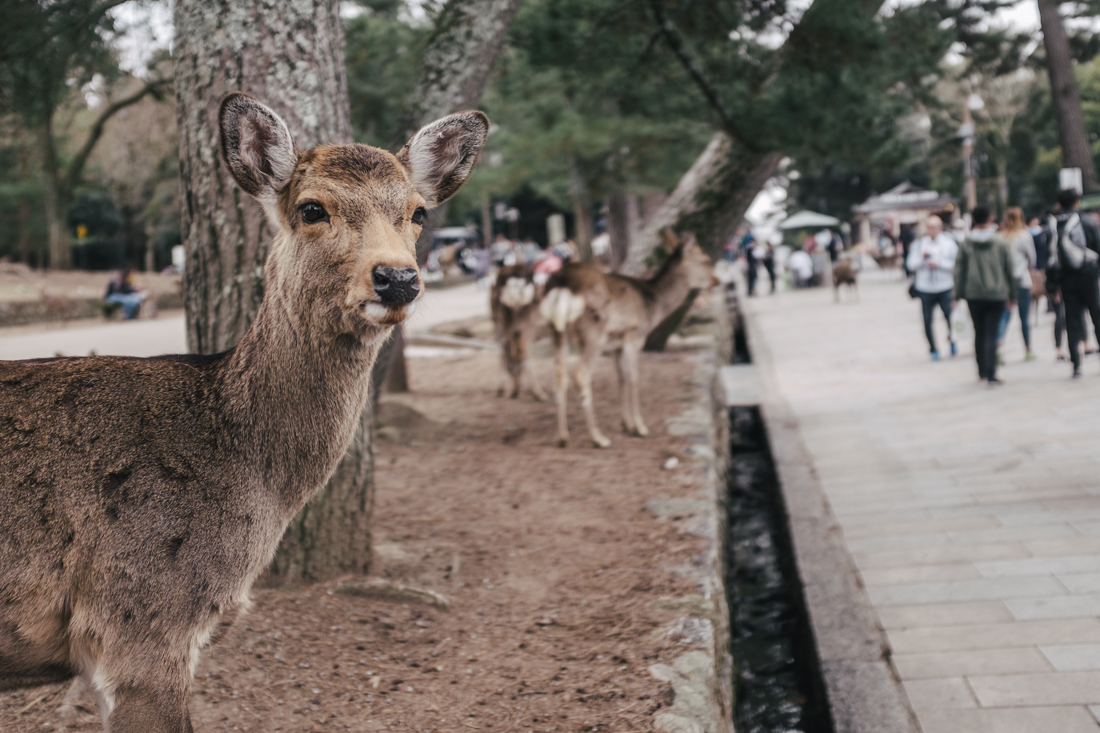 Nara-Park-160306-85