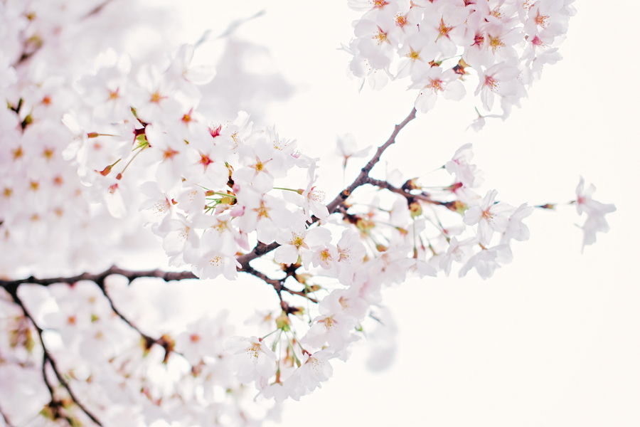 cherry-blossom-150405-15