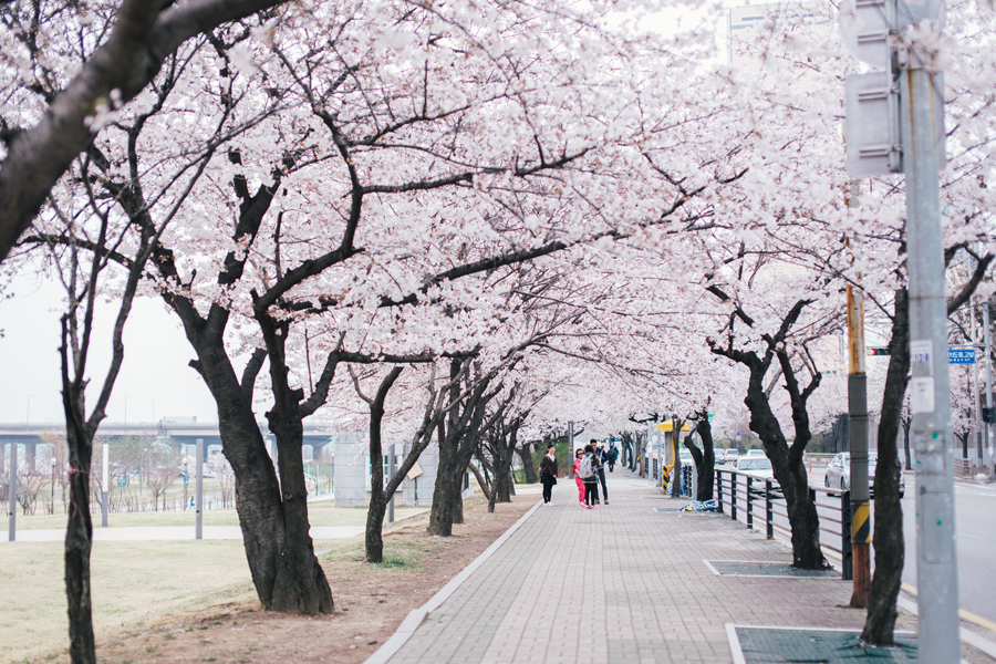 cherry-blossom-150405-2