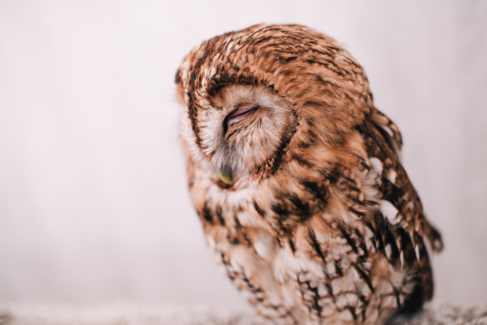 owls-151119-18