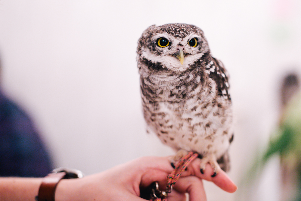 owls-151119-24