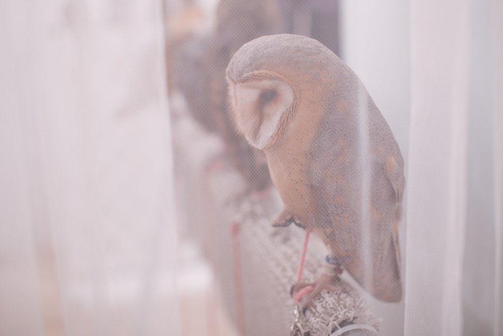 owls-151119-29