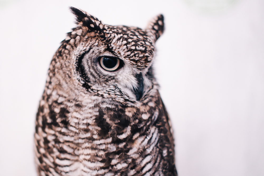 owls-151119-8
