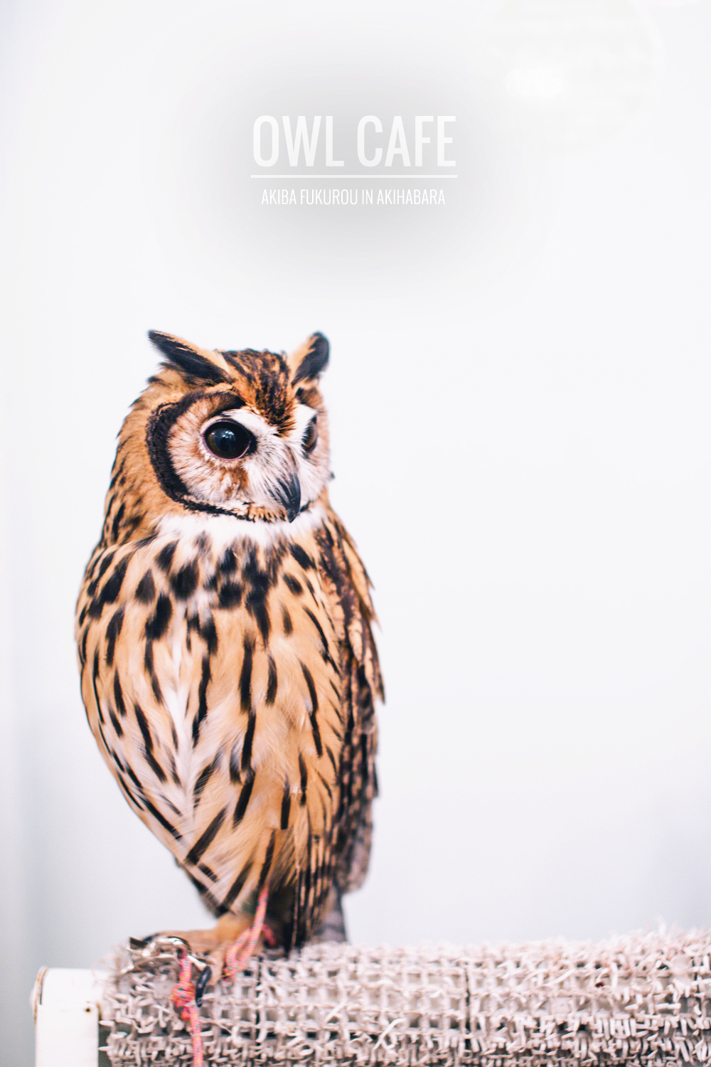 owls-151119-feature