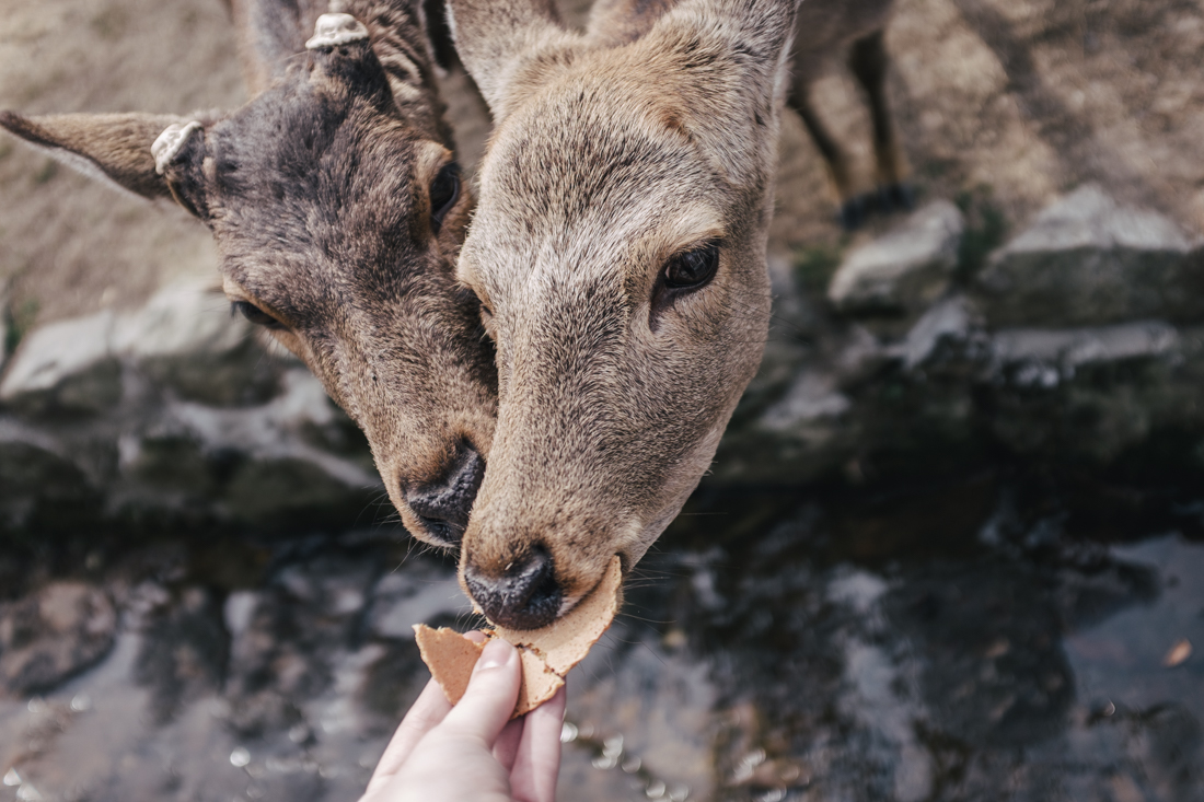 Nara-Park-160306-15