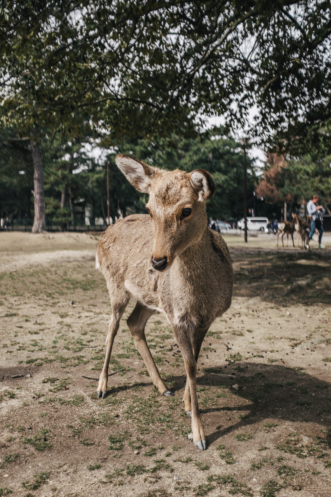 Nara-Park-160306-25