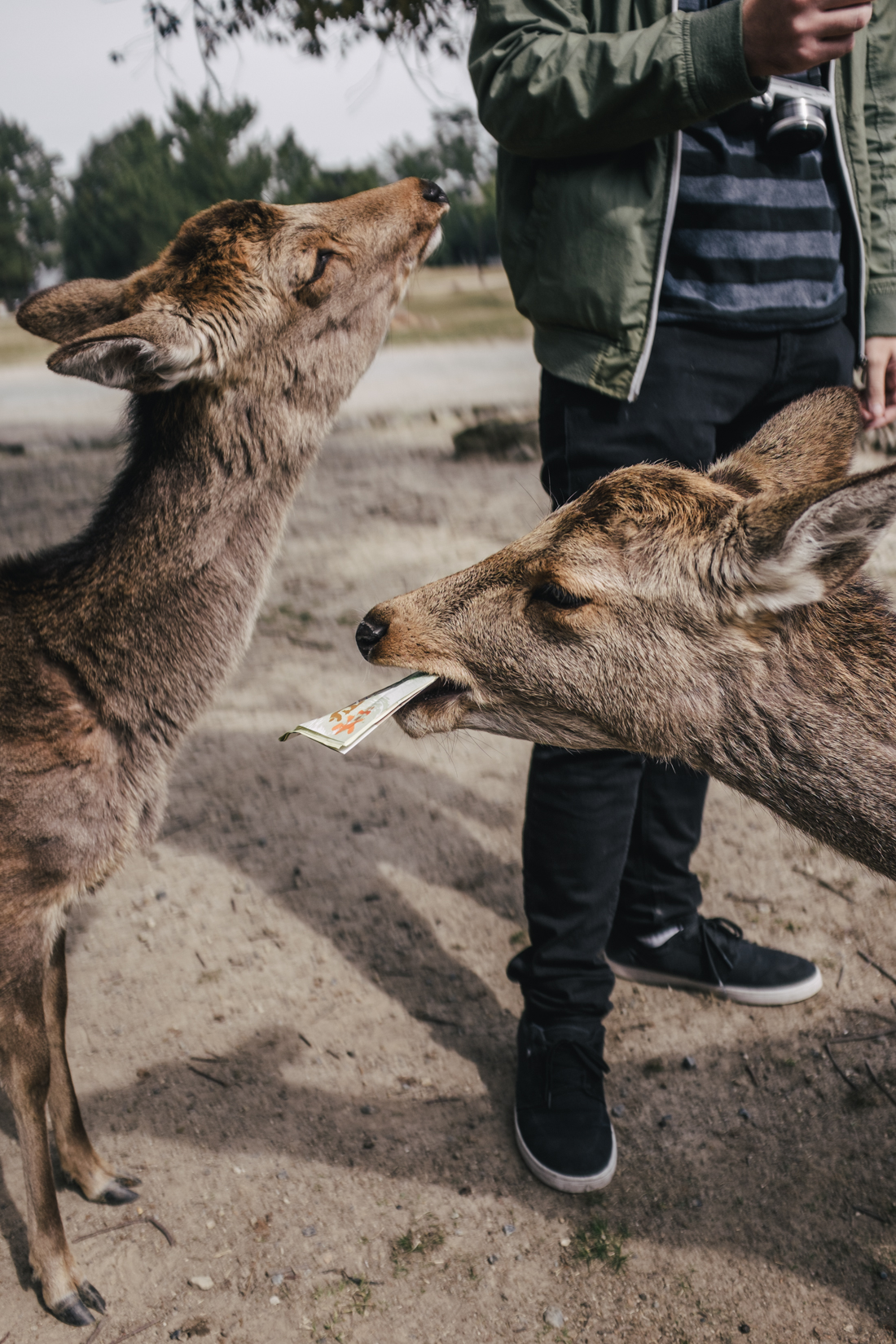 Nara-Park-160306-28