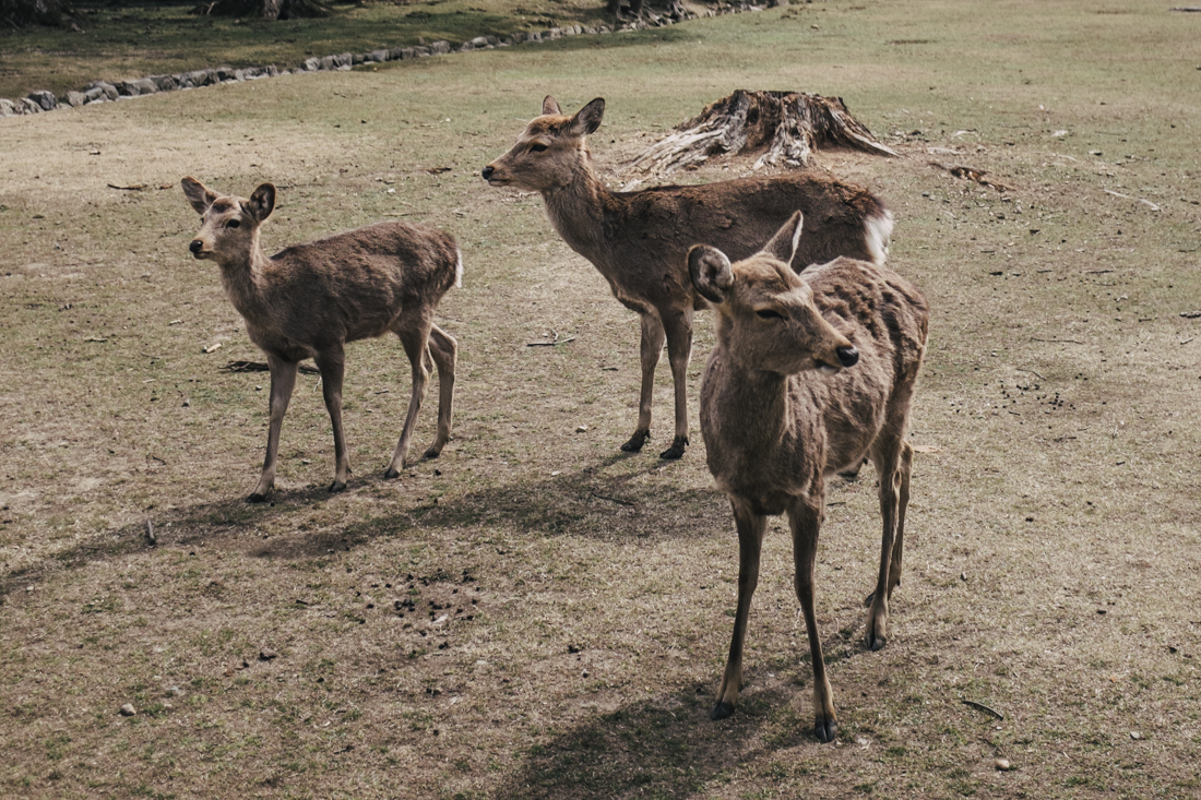 Nara-Park-160306-31