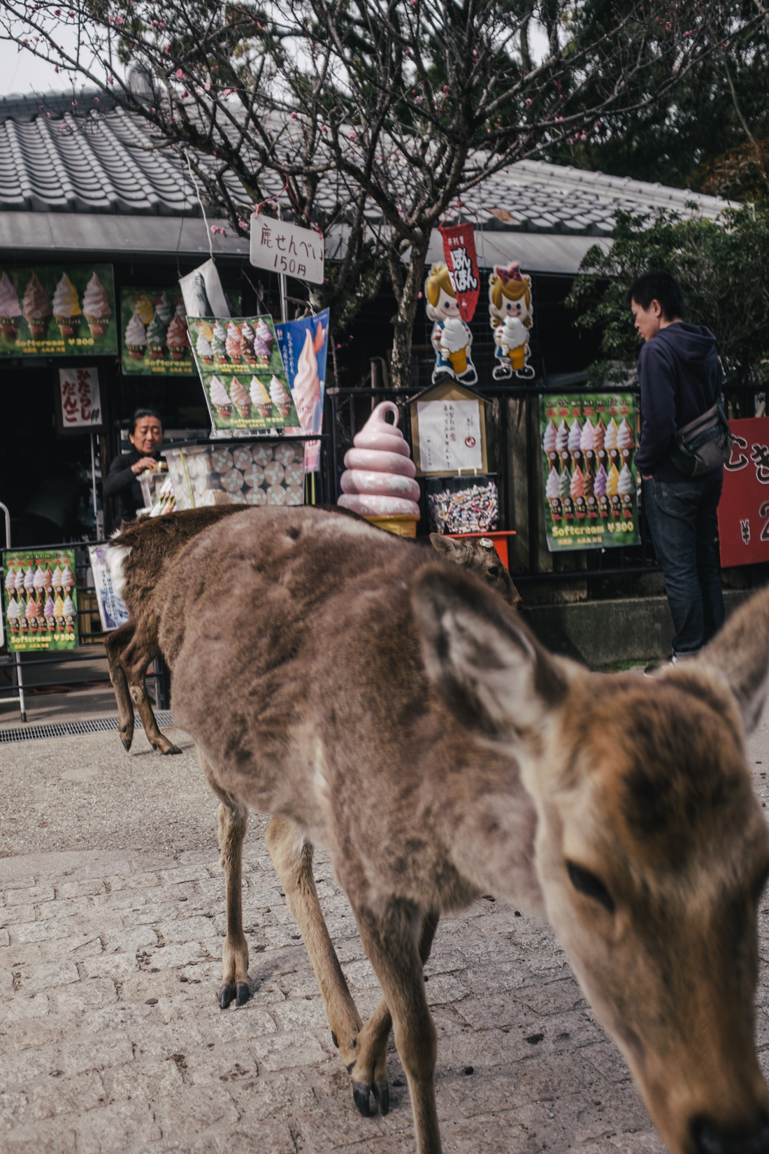 Nara-Park-160306-32