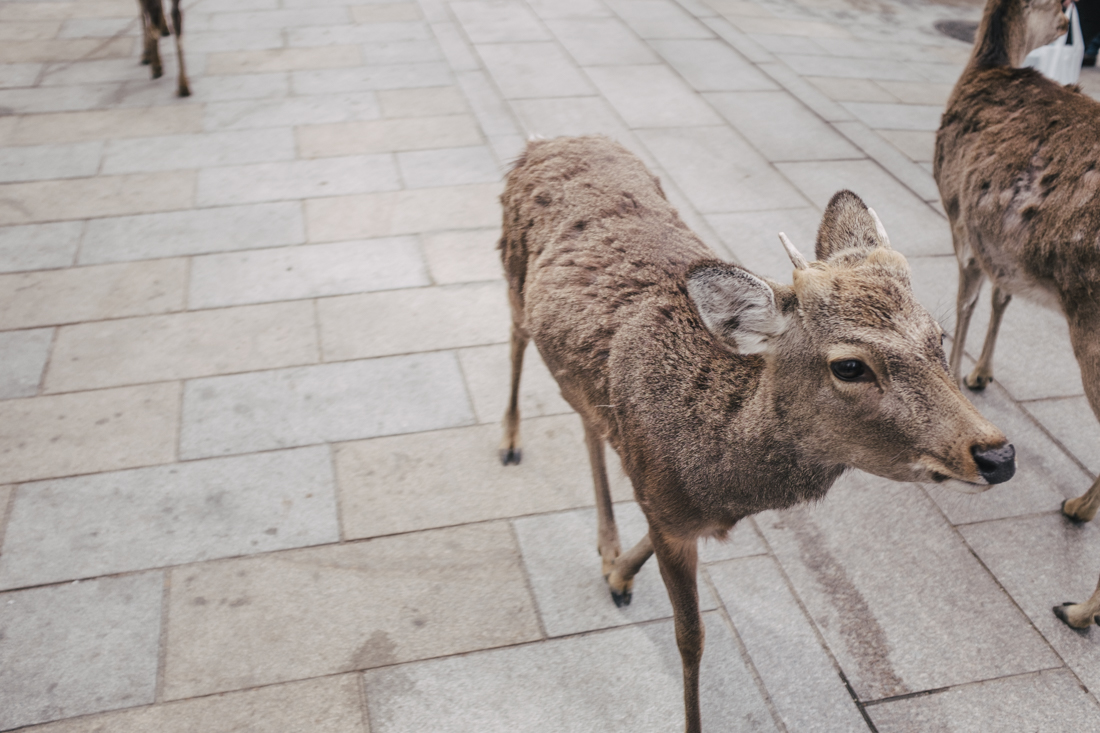 Nara-Park-160306-38