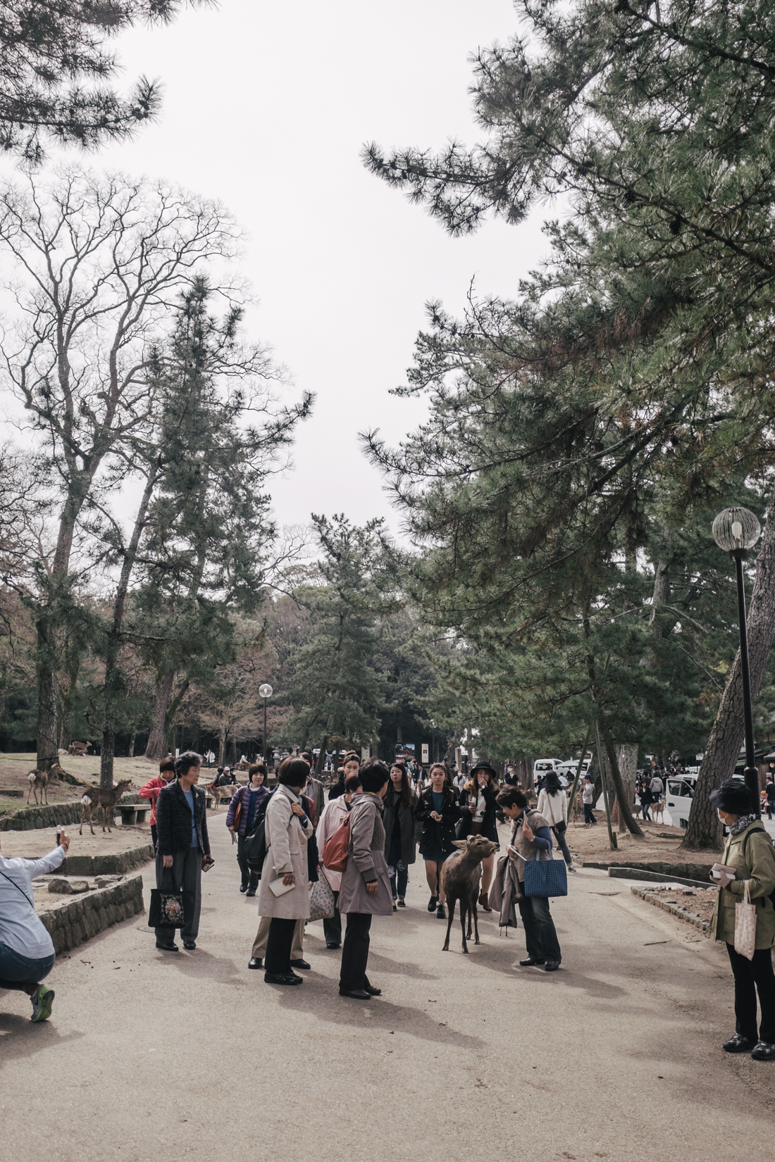 Nara-Park-160306-39