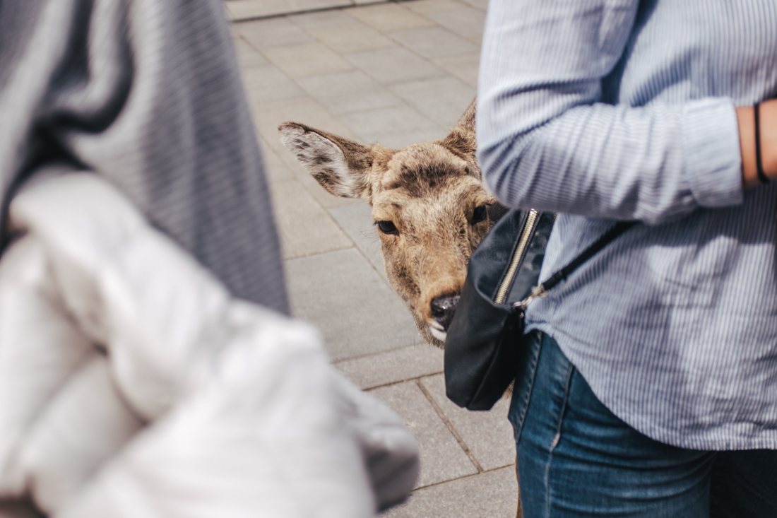 Nara-Park-160306-45