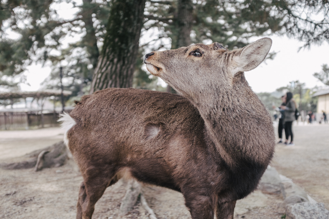 Nara-Park-160306-5