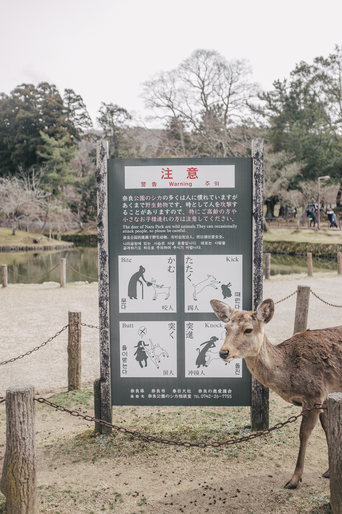 Nara-Park-160306-52