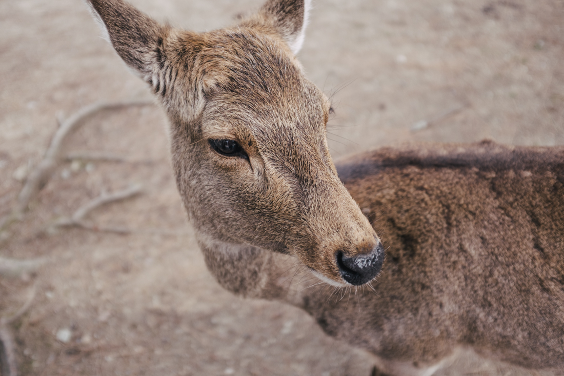 Nara-Park-160306-7