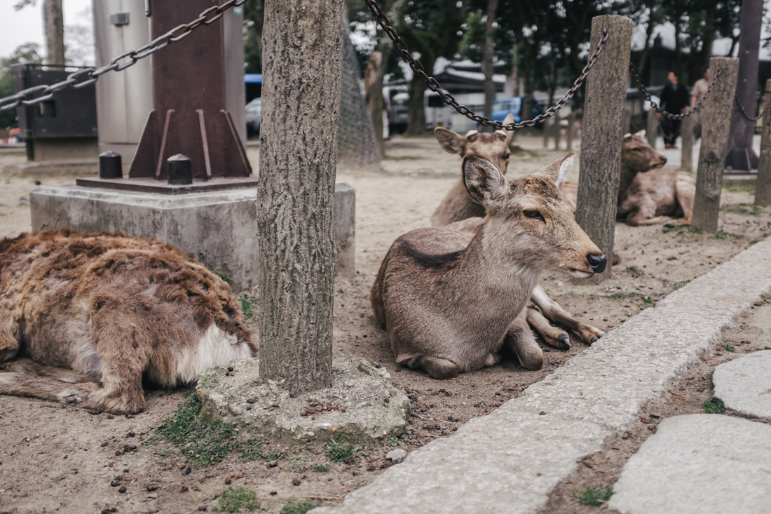 Nara-Park-160306-80